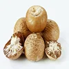 Best Selling High Quality Indonesia Betel Nuts - Split 85%