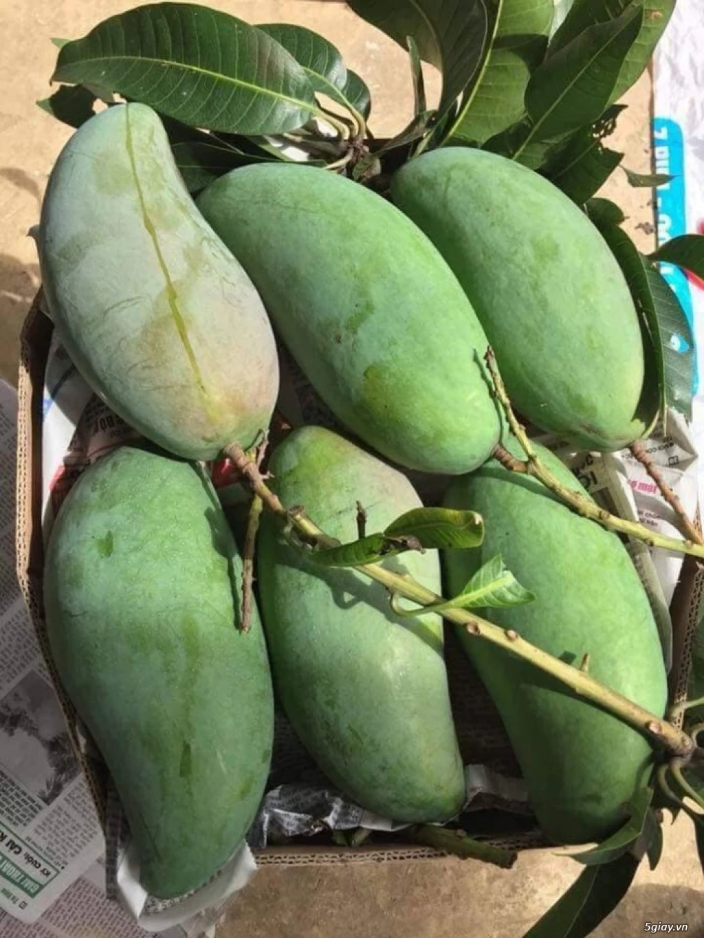 fresh mango green.jpg