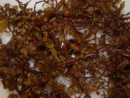 the best seller dried sargassum/ seaweed extract powder for anim