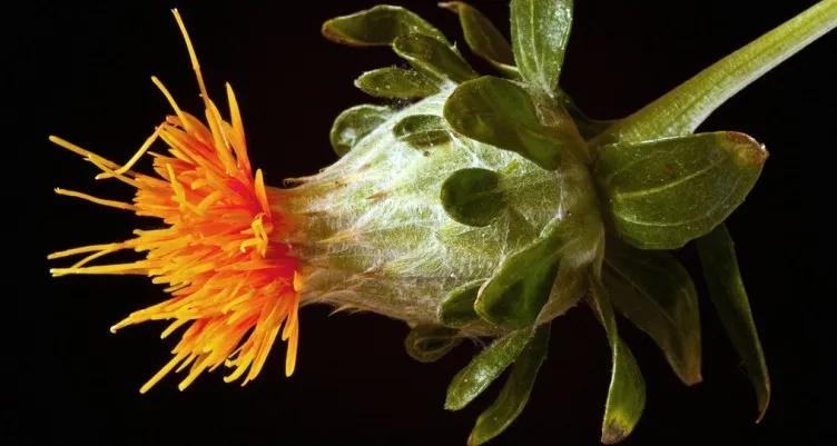 good price for safflower seeds / kazakhstan safflower seeds