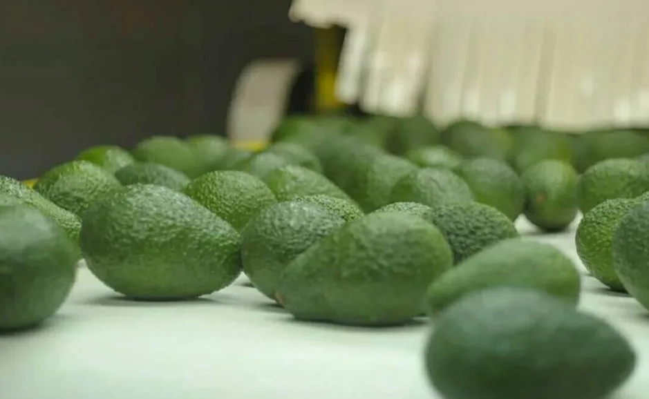 Palta 4 - copia.jpg