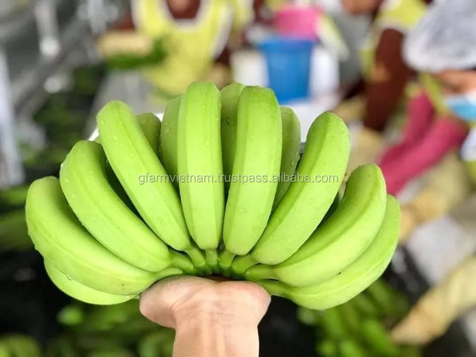 
Vietnam fresh cavendish banana high quality new crop 2020 