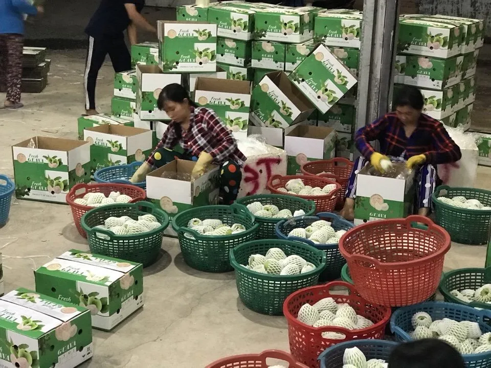 
Newest 2020 fresh guava export origin from Vietnam package in carton box 5kg 9kg 9.5kg 10kg net weight 