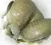 Soft-Shelled Turtle