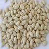 Thailand Origin Blancehd Peanuts