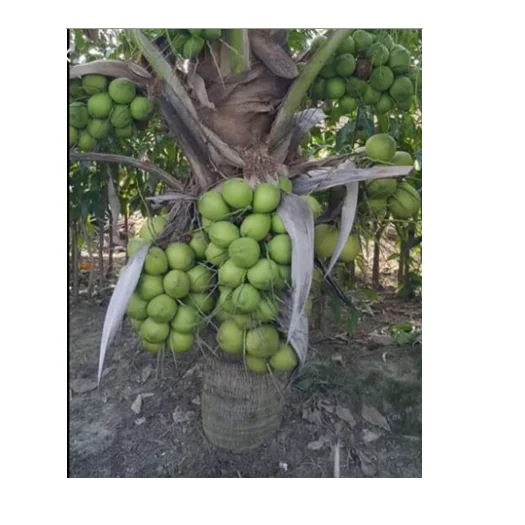 
Thailand Healthy Drinking Young and Fresh Coconut Fruit f With Weight 900 to 1.200 g 