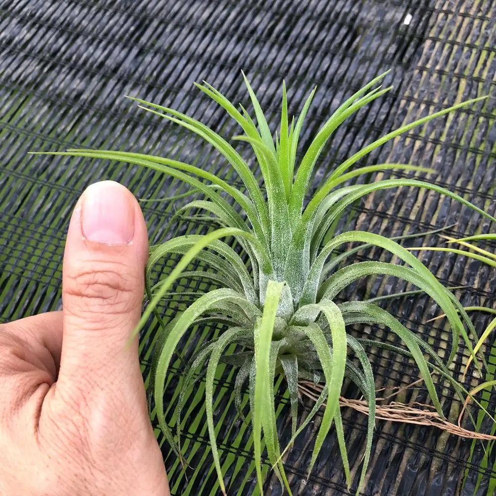 
Thailand Air Tillandsia Plant Plants Ionantha Druid Bromeliad 
