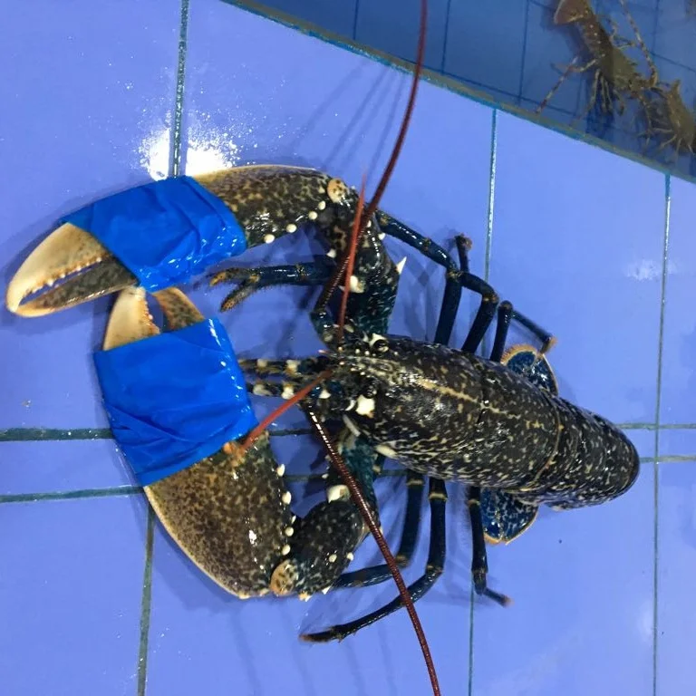 
Frozen lobster 
