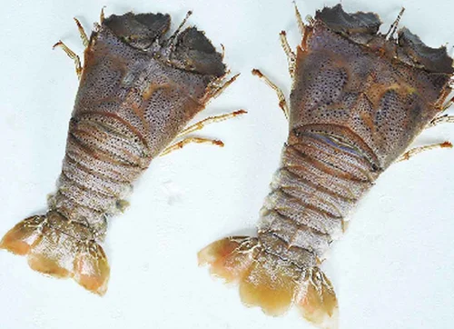 
Frozen IQF Slipper Lobster In Viet Nam Good Tasted 