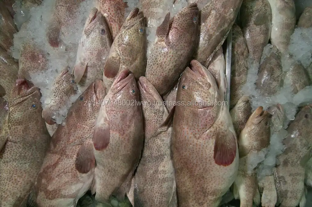 Grouper Fish/fresh Brown Grouper/chilled Seafood! Buy Suppliers Of