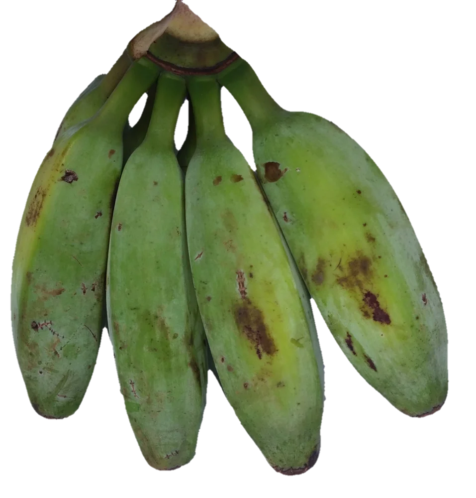 fresh hygienic raw banana ceylon curry banana plantain