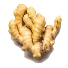 Farm planting naturally planted carefully selected ginger wholesale