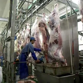 Cattle Complete Slaughter Line Killing And Bleeding Beef Slaughter ...