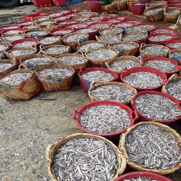 DRIED ANCHOVY FISH (0084972678053)