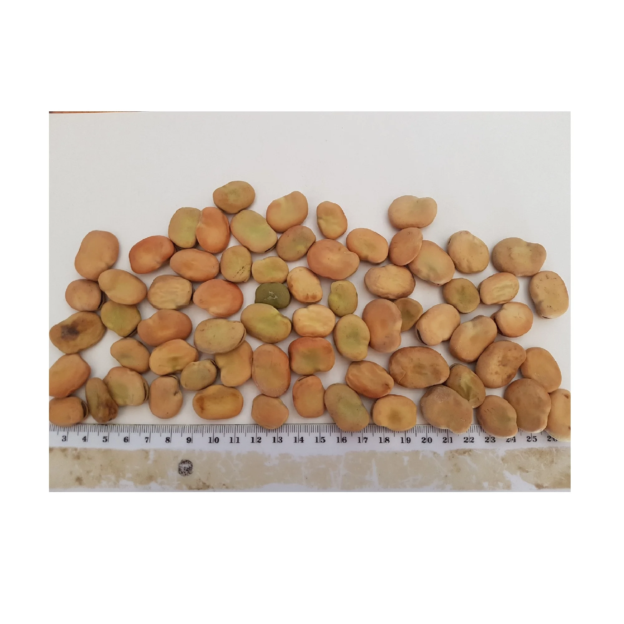 
Best Selling Beans Pulses Bulk Packaging Air Drying Broad Beans with 2 Years Shelf Life 