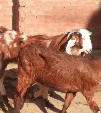 
Zaraibi goats,cow,camel,sheep,goat,ox,bull 