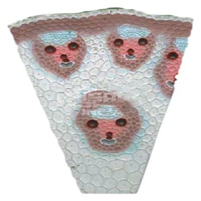 monocot stem maize.jpg