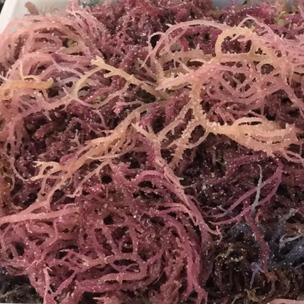 Sea Moss Png Polish Your Personal Project Or Design With These Moss