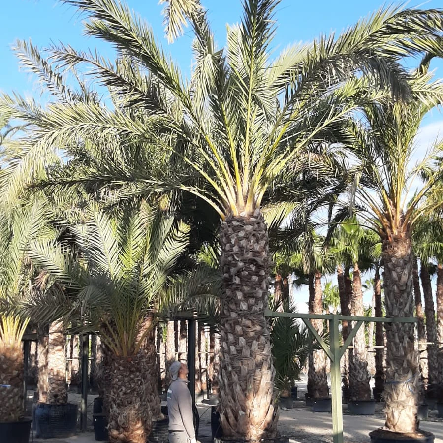 شجرة النخيل الطبيعية طائر الفينيق Dactylifera 400 450 جذع الارتفاع جذور الكرة Buy الشكل الطبيعي مصنع النخيل شجرة النباتات النخيل شجرة يترك Product On Alibaba Com