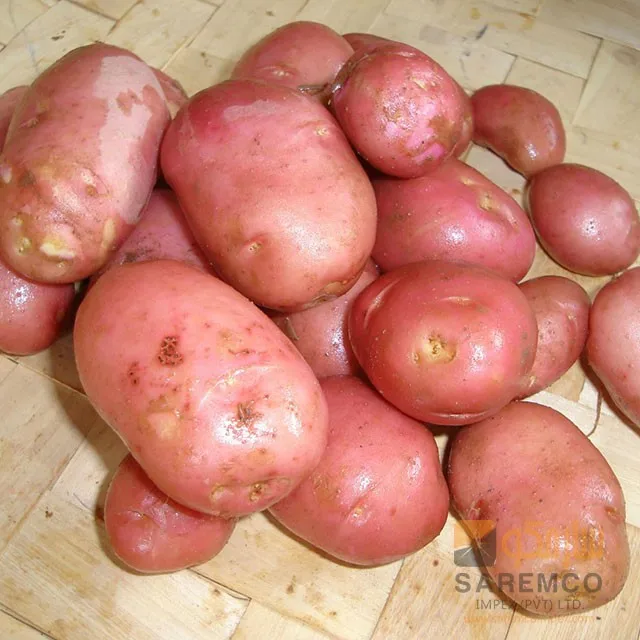 Fresh Potato From Pakistan (red Potato) Buy Seed Potatoes For Sale