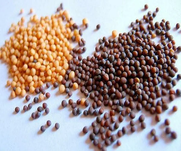 Поставщики семян. White Mustard Seeds. Семена кориандра чем отличается от семена горчицы.