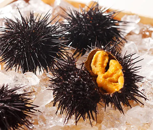 
NUTRITIOUS SEA URCHIN UNI COMPETITIVE PRICE 