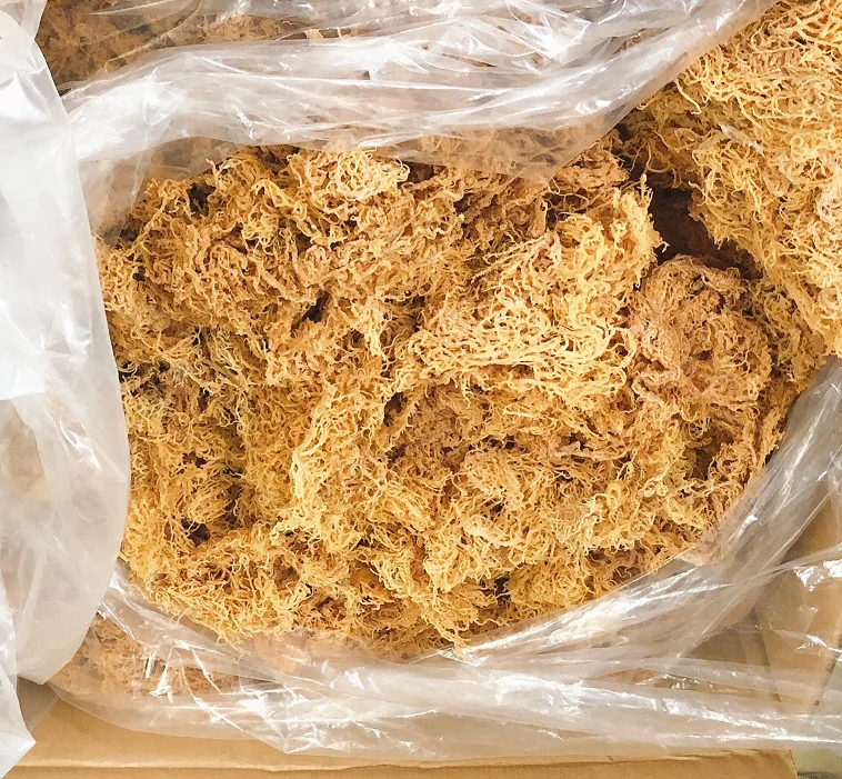 Sea Moss Irish Moss Dried / 100 Wildcrafted Seamoss From The Pacific