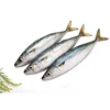 Frozen Stock Fish from Norway
