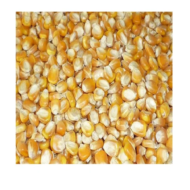 
Vietnamese Yellow Corn Best Price Wholesale - Vietnam Maize export to Korea, Japan, UAE, etc - yellow corn for animal feed 