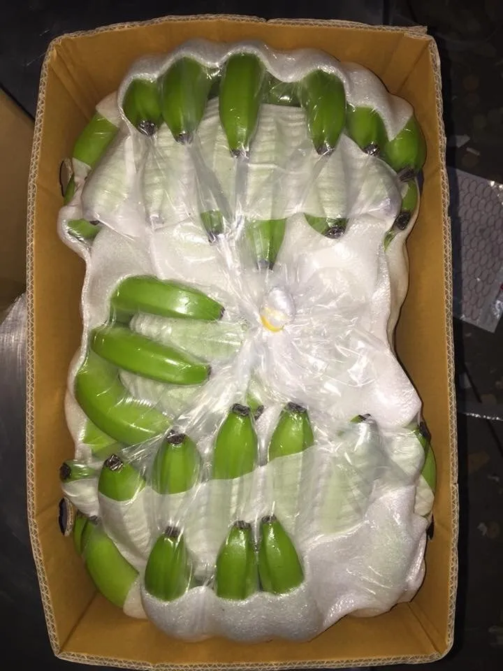 新鲜绿色cavendish香蕉-最好的价格whatsapp 845 639 639