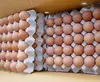 /product-detail/fresh-white-brown-chicken-eggs-62012861816.html