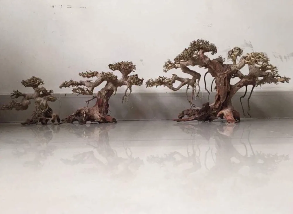 Bonsai Maderahardscape Materiales Paisajismo De La Naturaleza Bonsai