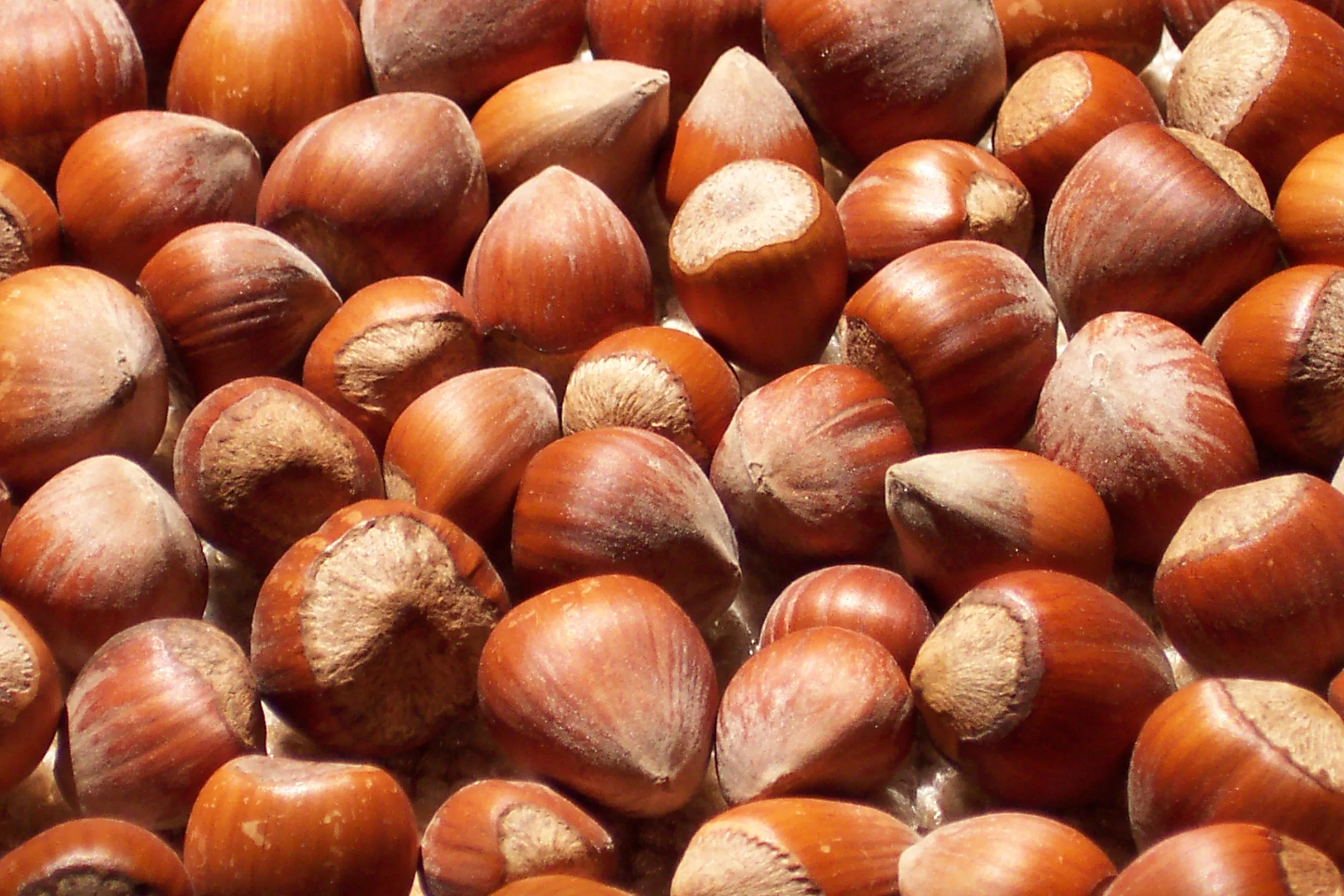 
Good Quality Natural and Organic Raw Hazelnut 