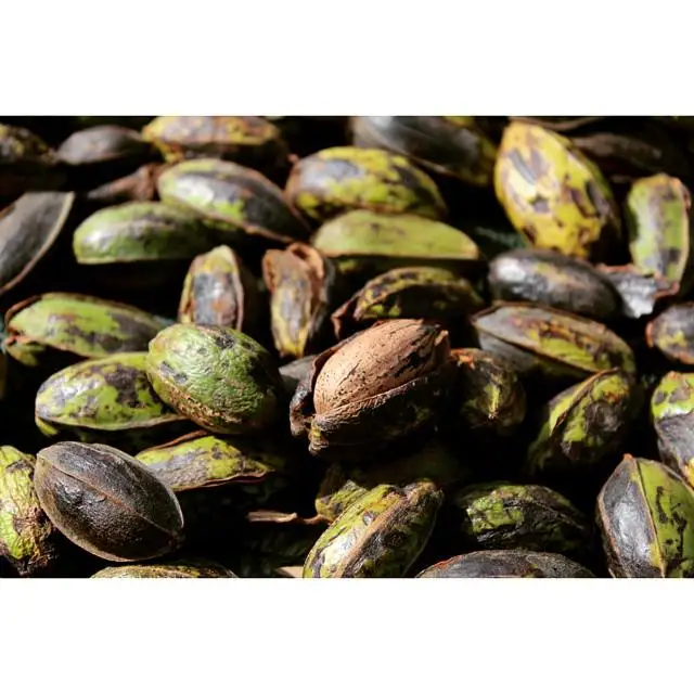 lotus seed dried white lotus seed/health food high quality dried