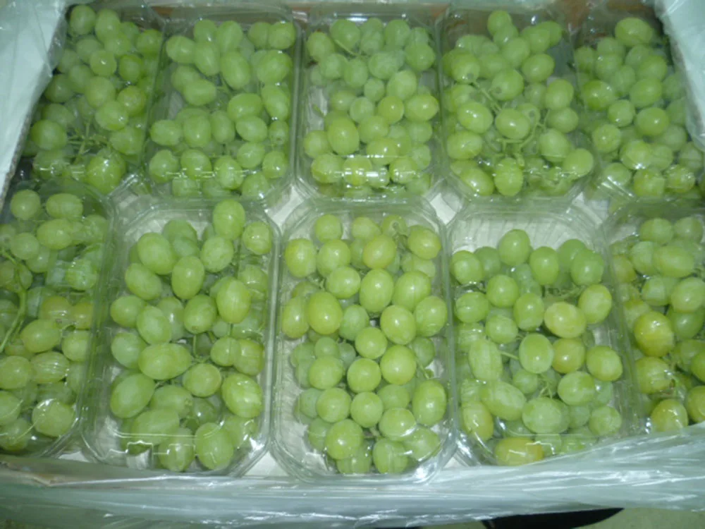 fresh grapes 0023.jpg