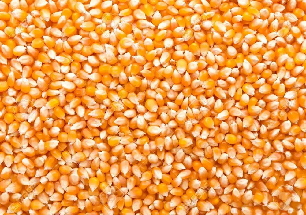 
NON GMO Dried Yellow Corn 