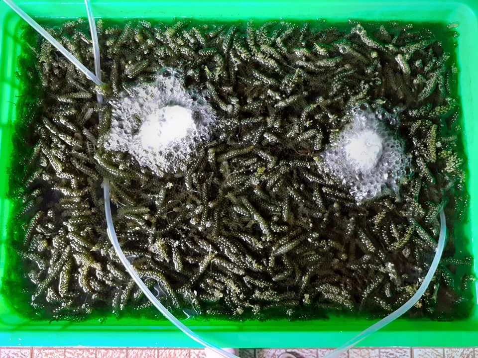 
100% NATURAL SEA GRAPE from VietNam//WHATSAPP +84-845-639-639 