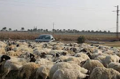 
Adeli sheep,cow,camel,sheep,goat,ox,bull 