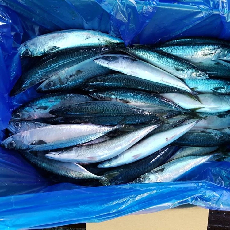 
Factory direct sales good quality scomber japonicus frozen pacific mackerel Fish 