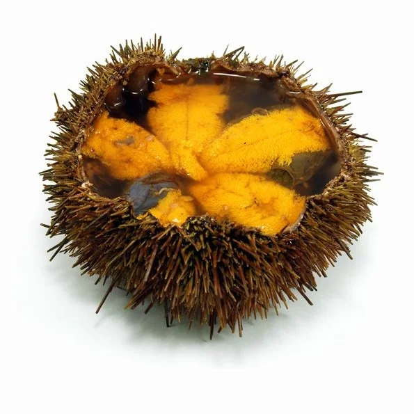 
TASTY FRESH/FROZEN SEA URCHIN ROE HOT SELLING 