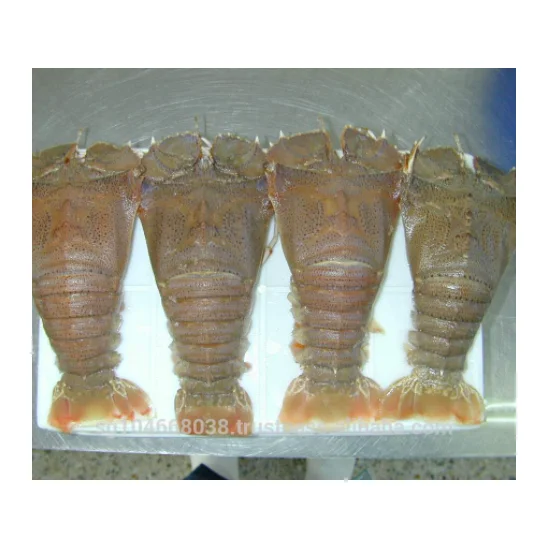 
Frozen Slipper Lobster Whole 