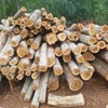 ACACIA WOOD LOGS/TIMBER/FINGER JOINT BOARDS