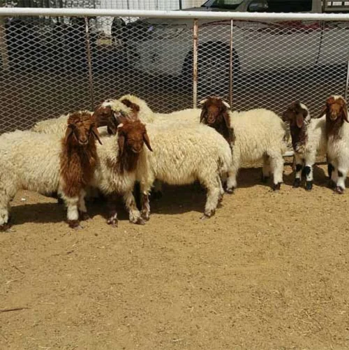 
Naimi sheep,cow,camel,sheep,goat,ox,bull 