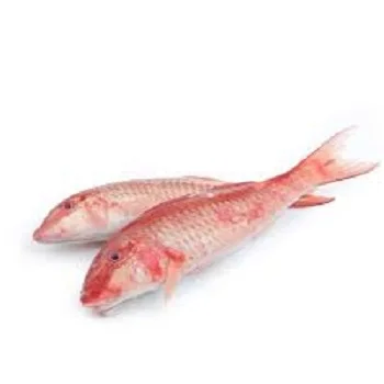 sultan fish For Sale