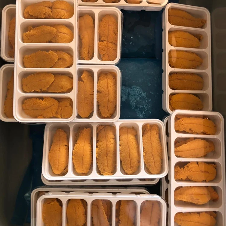 
Premium Quality Frozen Sea Urchin for Sale 