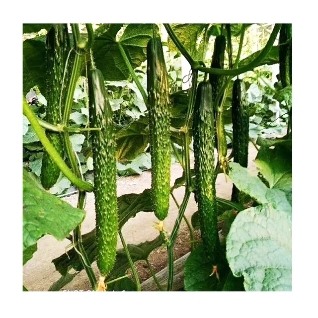 Parthenocarpy Greenhouse High-Yield And Strong Female Cucumber Seeds