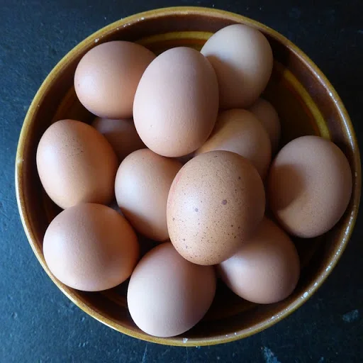 finch hatching eggs for sale