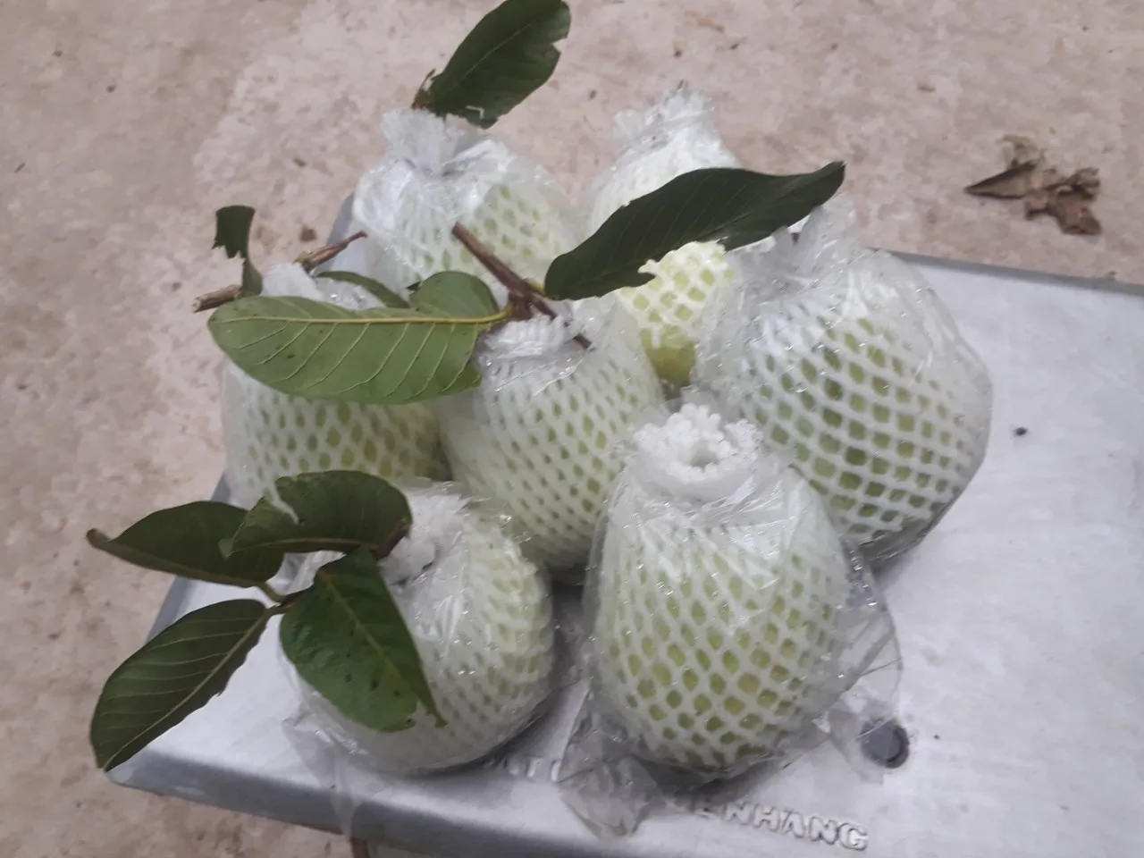 
New season crop 2020 price fresh guava export with white flesh carton box 9kg 10kg net weight origin Vietnam 