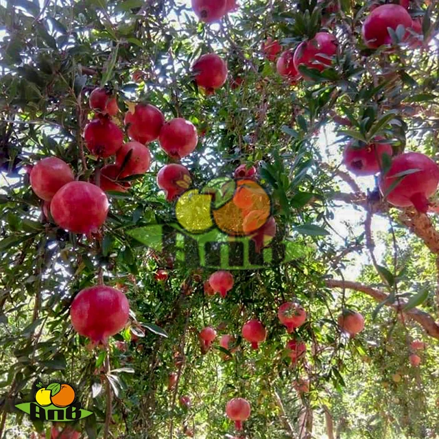 
fresh pomegranate 
