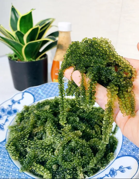 Fresh Lato Sea Grapes Sea Weed Whatsapp Jolene +84 336089155 Buy